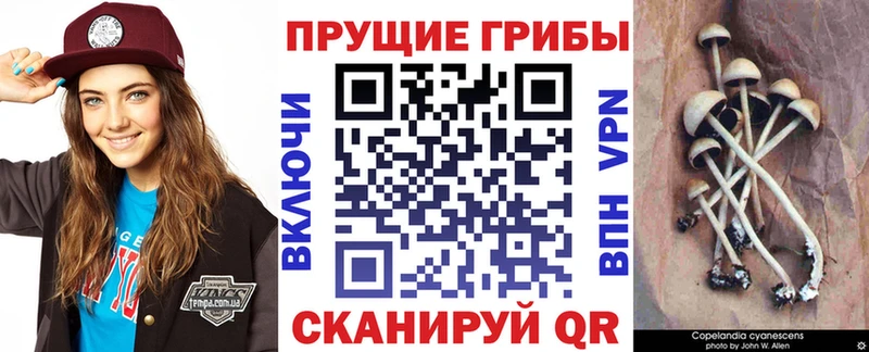 как найти закладки  Миньяр  Псилоцибиновые грибы Magic Shrooms 